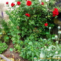 Marksburg Castle herb garden has some 150 medieval plants